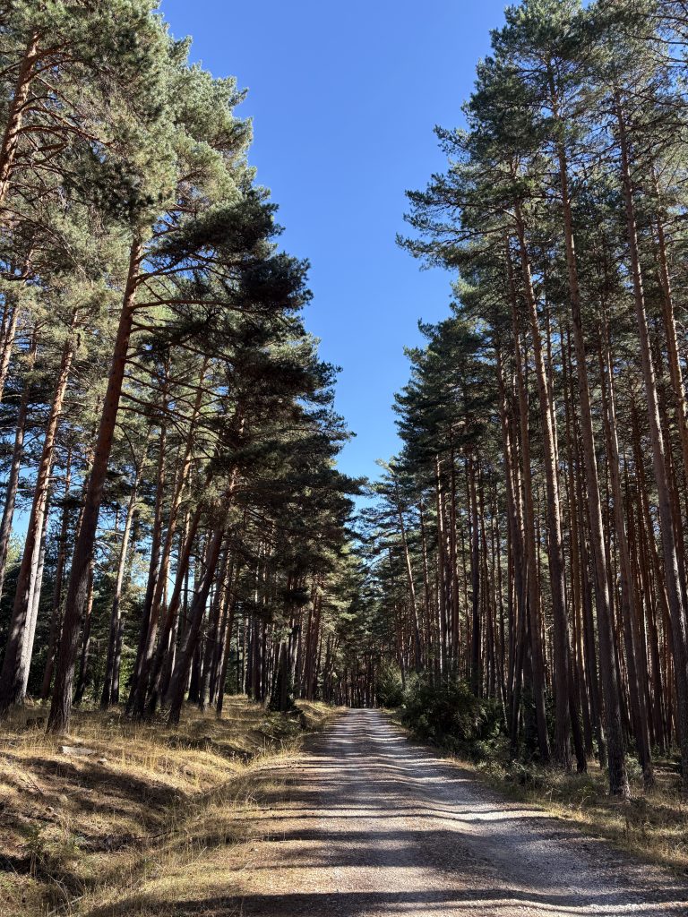 Sendero de MTB en el Pinar de La Póveda de Soria, Arguijo