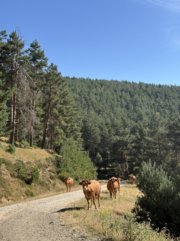 Ganado vacuno en sendero de MTB en el Pinar de La Póveda de Soria, Arguijo