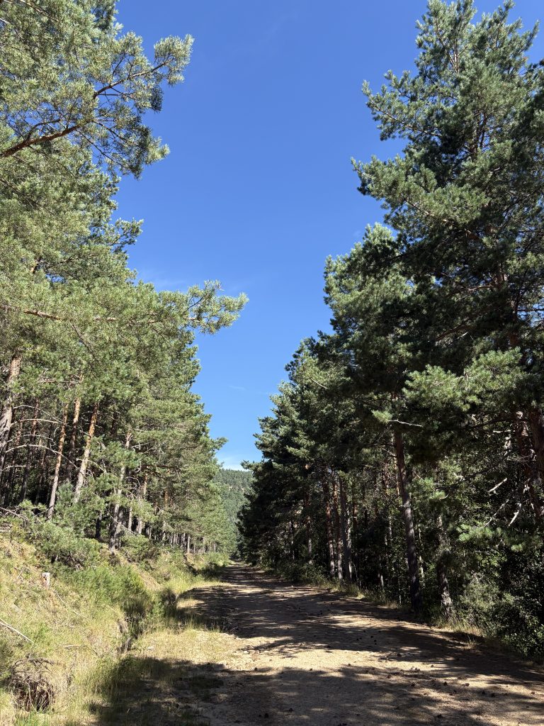 Sendero de MTB en el Pinar de La Póveda de Soria, Arguijo