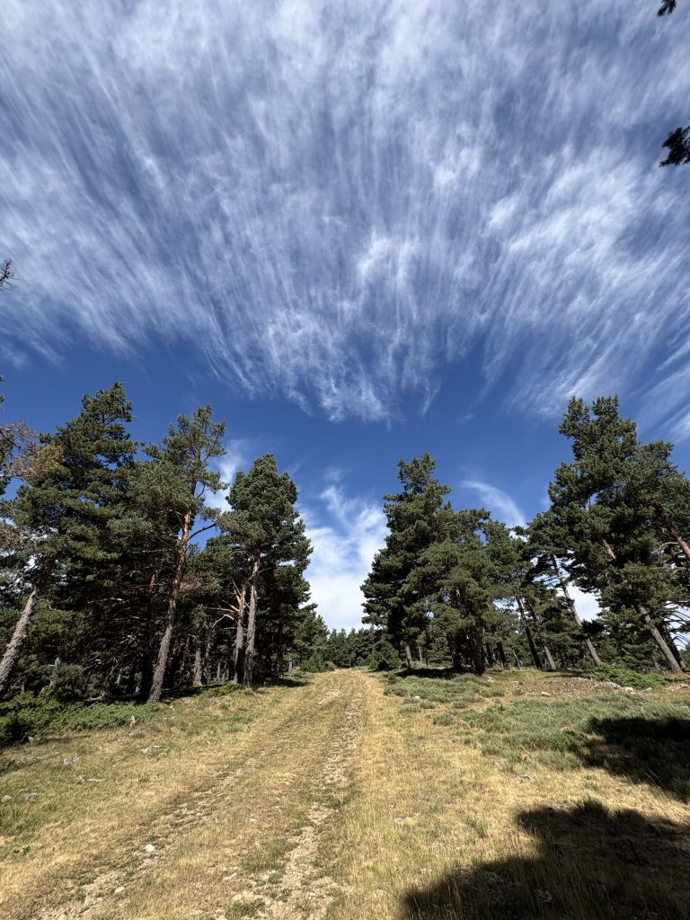 Sendero de MTB en el Pinar de La Póveda de Soria, Arguijo