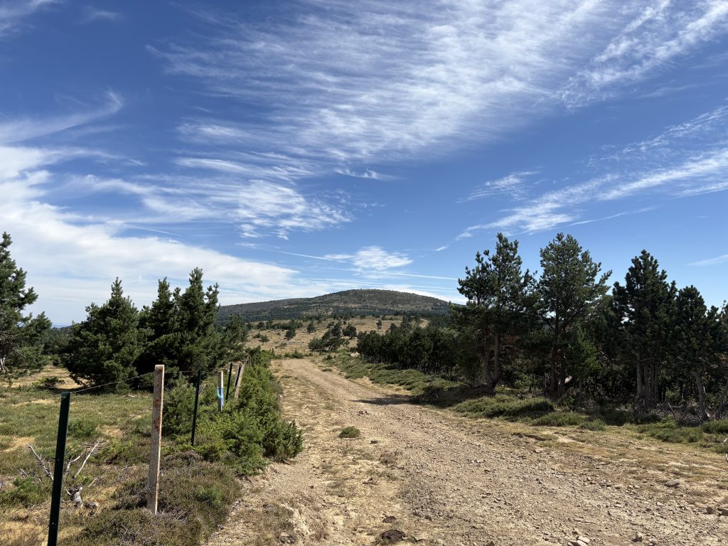 Vistas durante la ruta por el Pinar de la Póveda de Soria