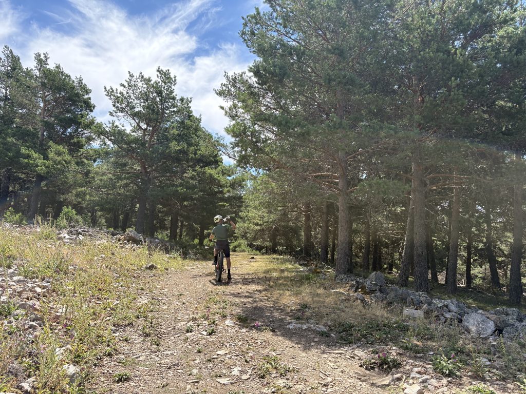 Vistas del pinar de La Póveda de Soria